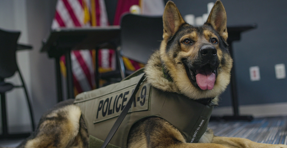 K9 slide